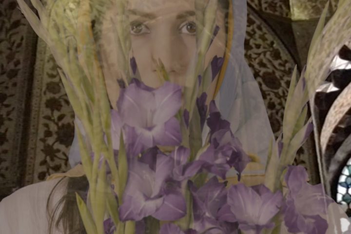 Gladiolus